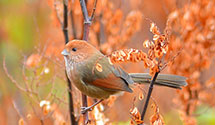 Parrotbill (Korean crow-tit)