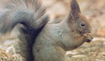 Eurasian Red Squirrel