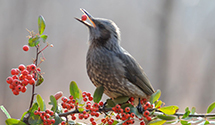 Brown-Eared Bulbul