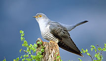 Cuckoo