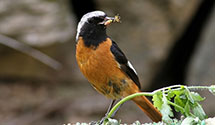 Redstart