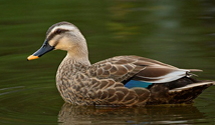 Spotbill Duck