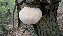 NorugungdengiMushroom