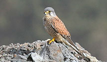 Kestrel