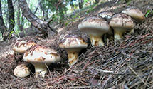 Songi Mushroom