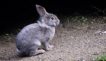 Korean Hare