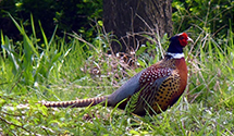 Pheasant