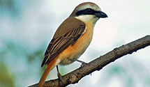 Butcherbird