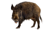 Boar